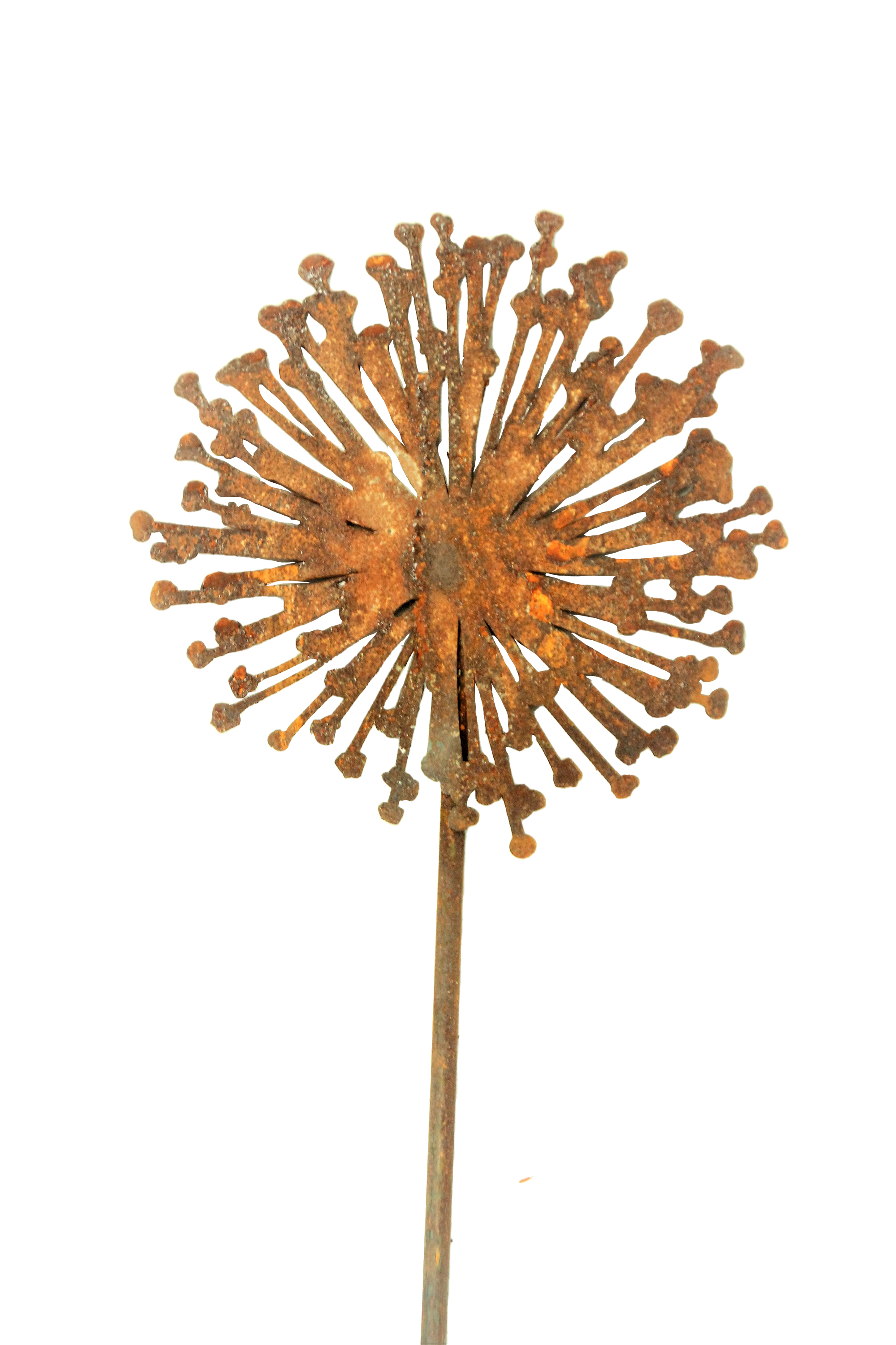 Allium Durchmesser 15cm