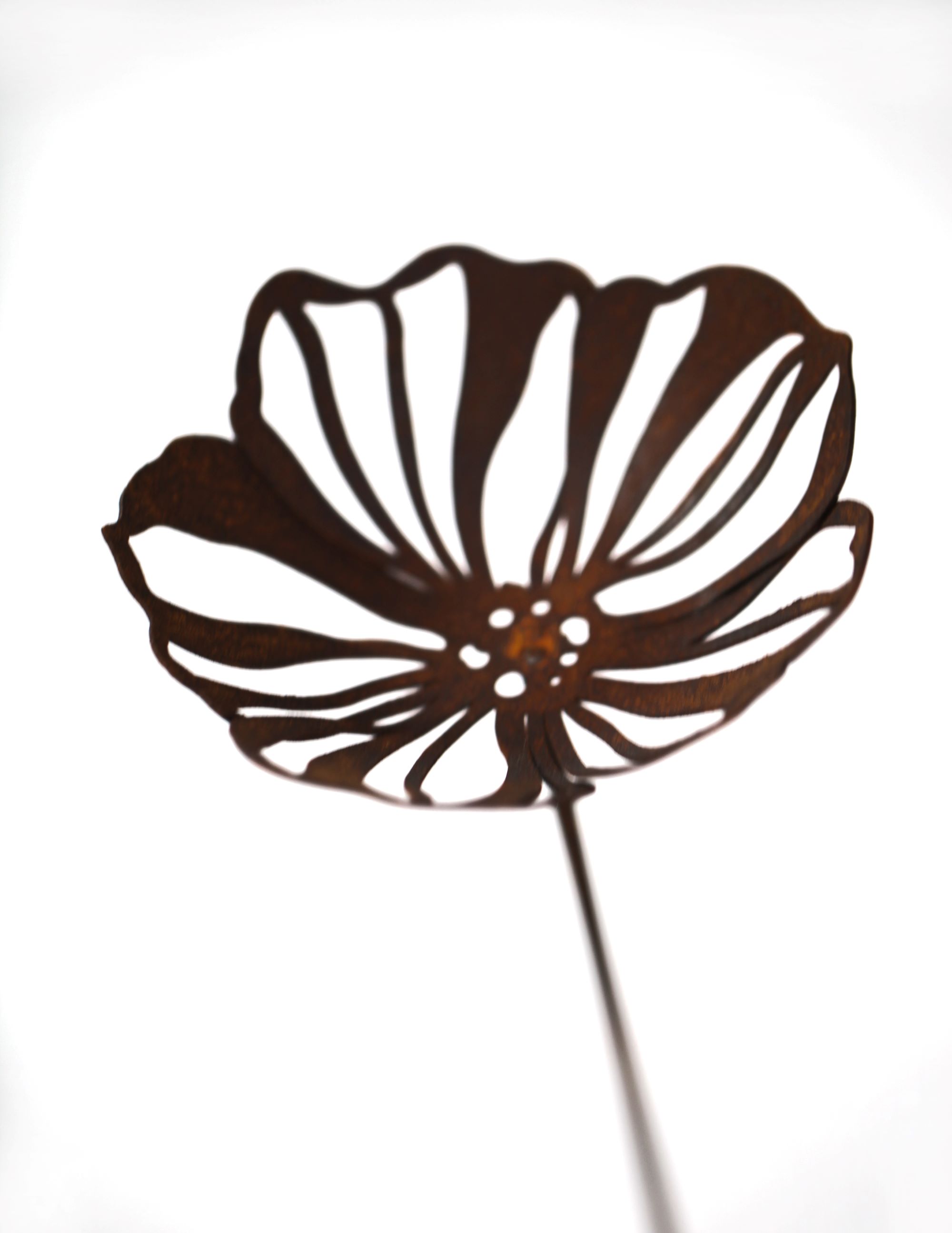 gebogene Blüte Cosmea klein