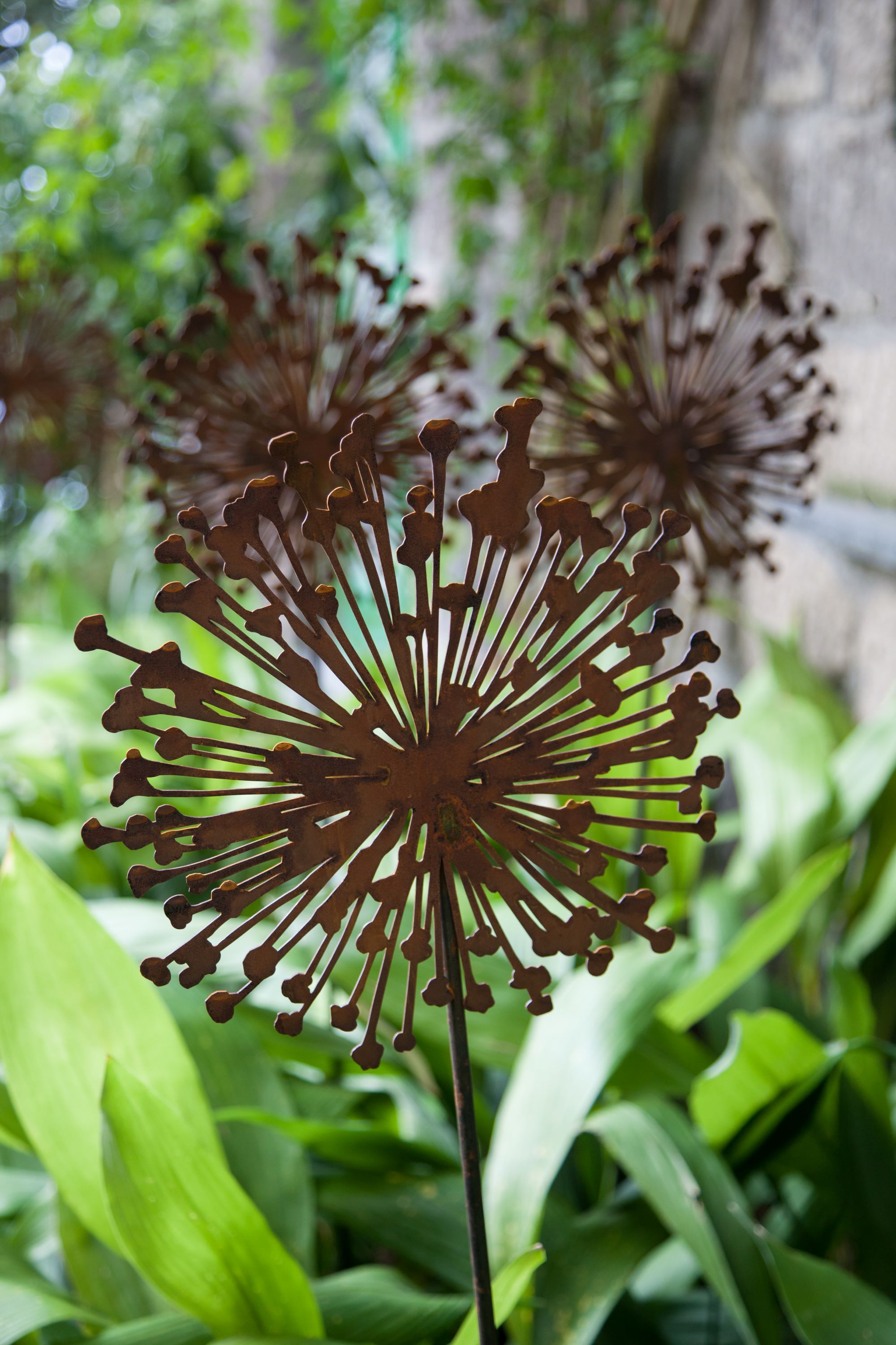 Allium Durchmesser 15cm
