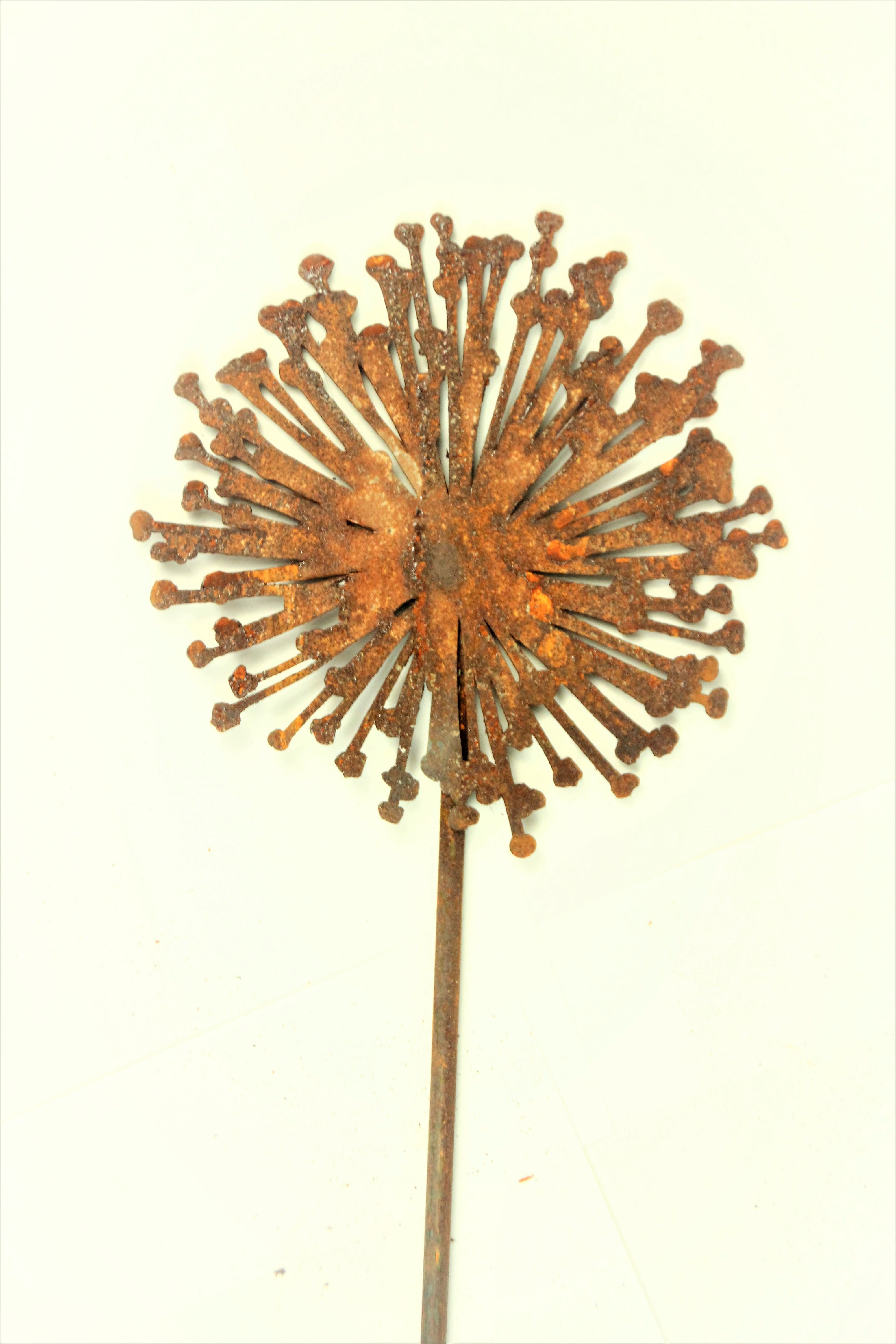 Allium Durchmesser 20cm