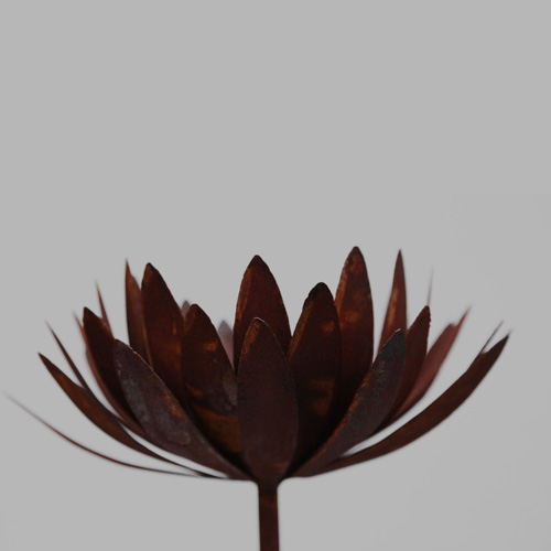 Chrysantheme klein